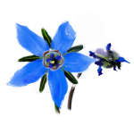 Borago Officinalis (Seed Oil)