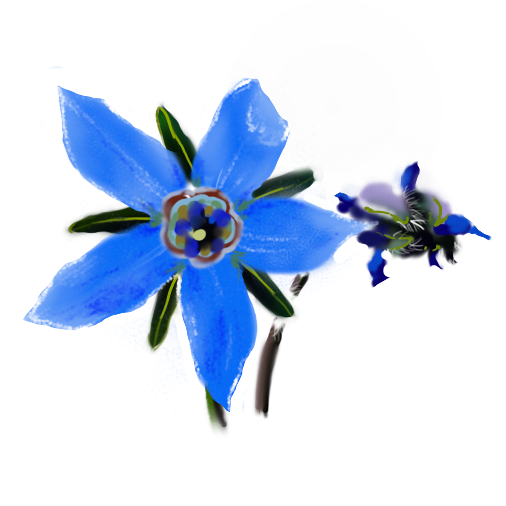 Borago Officinalis (Seed Oil)