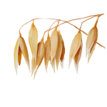 Bristle Oat Extract (Avena Stringosa)