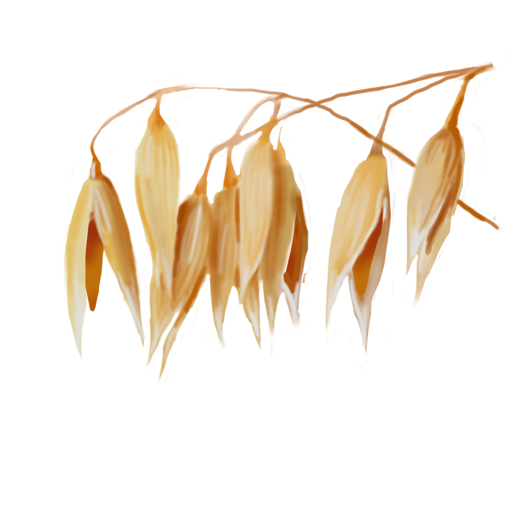 Bristle Oat Extract (Avena Stringosa)