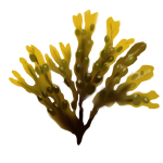 Brown Algae Extract