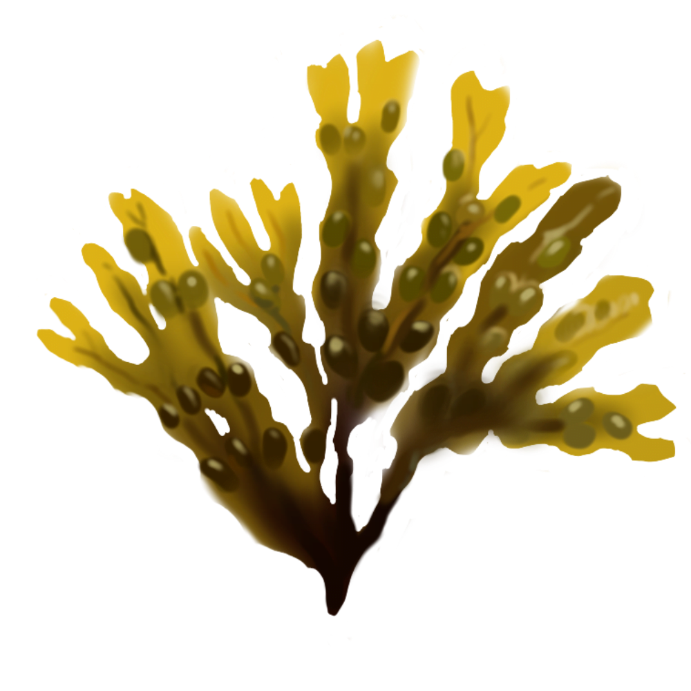 Brown Algae Fibre