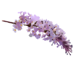 Buddleja Davidii Extract