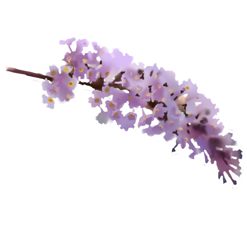 Buddleja Davidii Extract