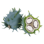 Castor Oil