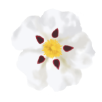 Cistus Monspeliensis (Rock Rose) Extract