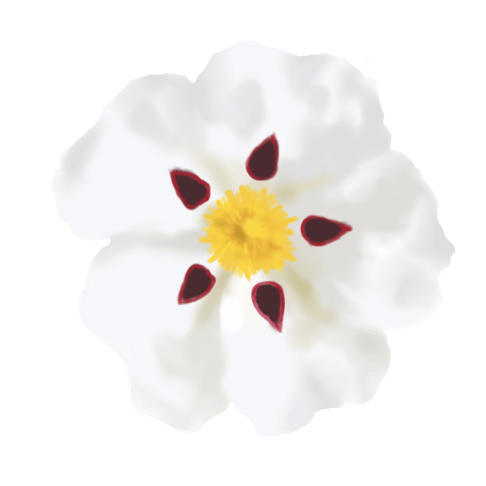 Cistus Monspeliensis (Rock Rose) Extract