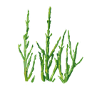Coast Herb (Salicornia Herbacea) Extract