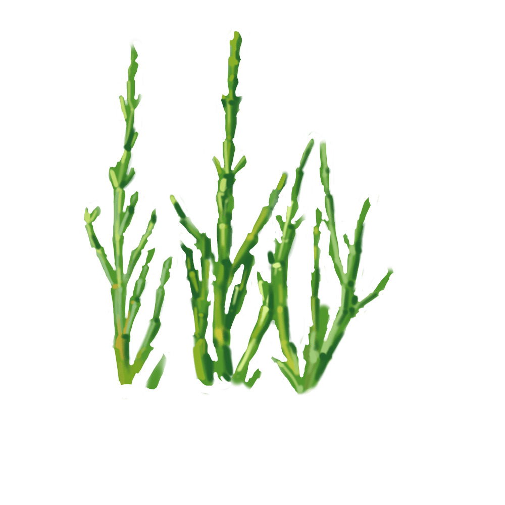 Coast Herb (Salicornia Herbacea) Extract