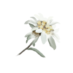 Edelweiss (Leontopodium Alpinum)