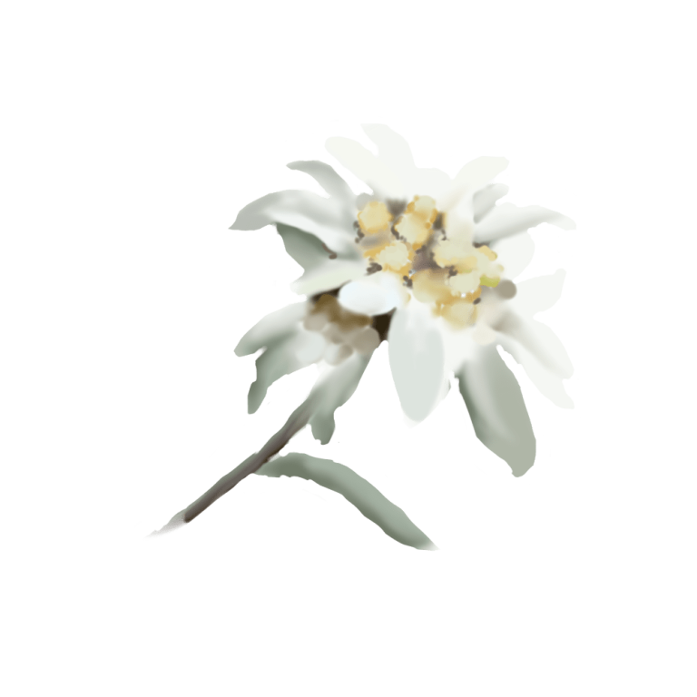 Edelweiss (Leontopodium Alpinum)