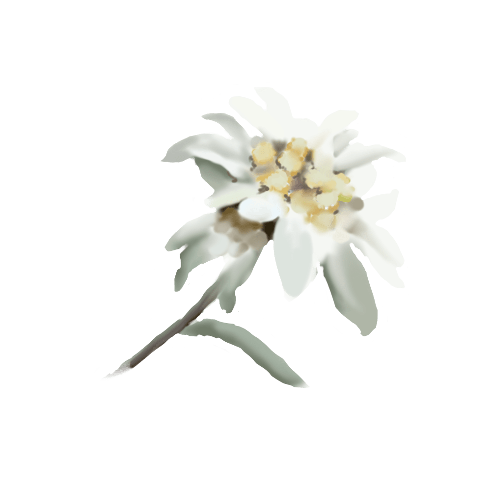 Edelweiss (Leontopodium Alpinum)