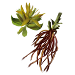 Gentiana Lutea Root