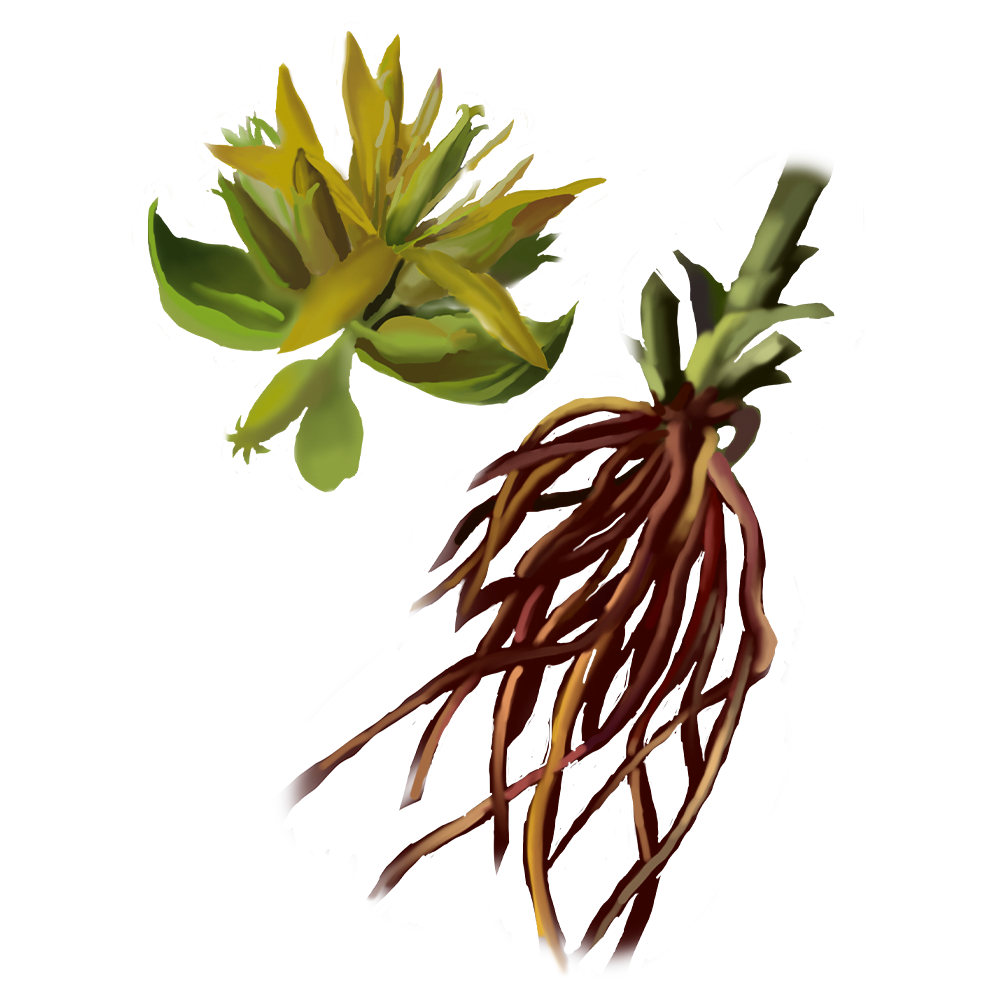 Gentiana Lutea Root