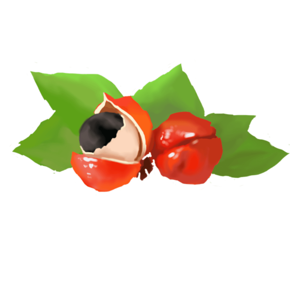 Guarana-Carnitin Complex