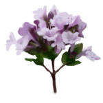 Hyssop Plant Extract (Hyssopus Officinalis)