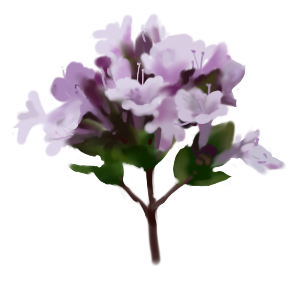 Hyssop Plant Extract (Hyssopus Officinalis)
