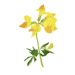Maritime Lotus Extract