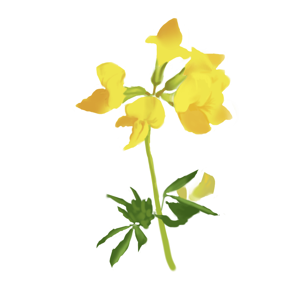 Maritime Lotus Extract