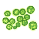 Micro Algae Extract