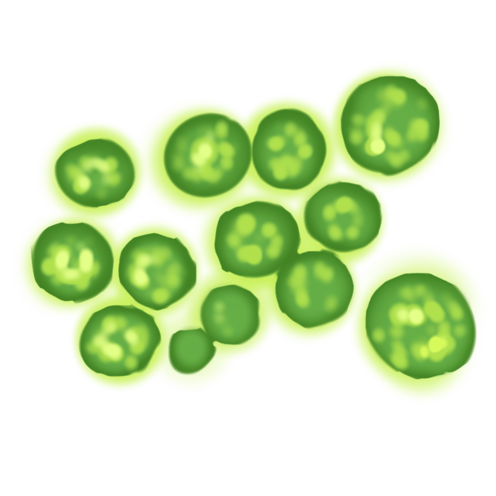 Micro Algae Extract