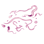 Salt Lake Micro Algae Extract