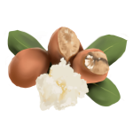 Shea Butter