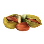 Simmondsia Chinensis (Jojoba Oil)