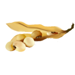 Soy-Carnitine Complex