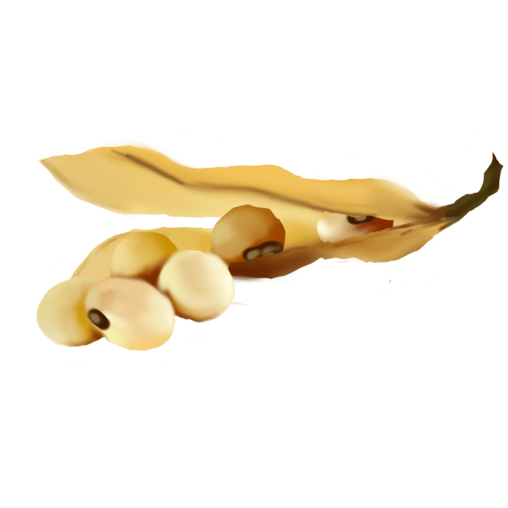 Soy-Carnitine Complex