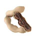 Tamarind Seed Extract