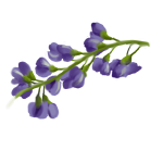 Tephrosia Purpurea (Wild Indigo) Seed Extract