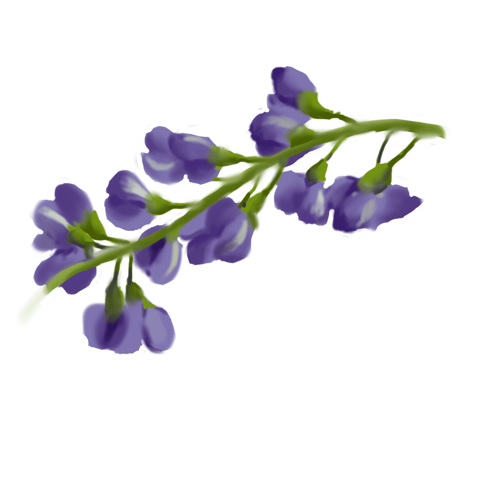 Tephrosia Purpurea (Wild Indigo) Seed Extract