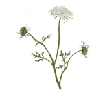 Thymus Vulgaris