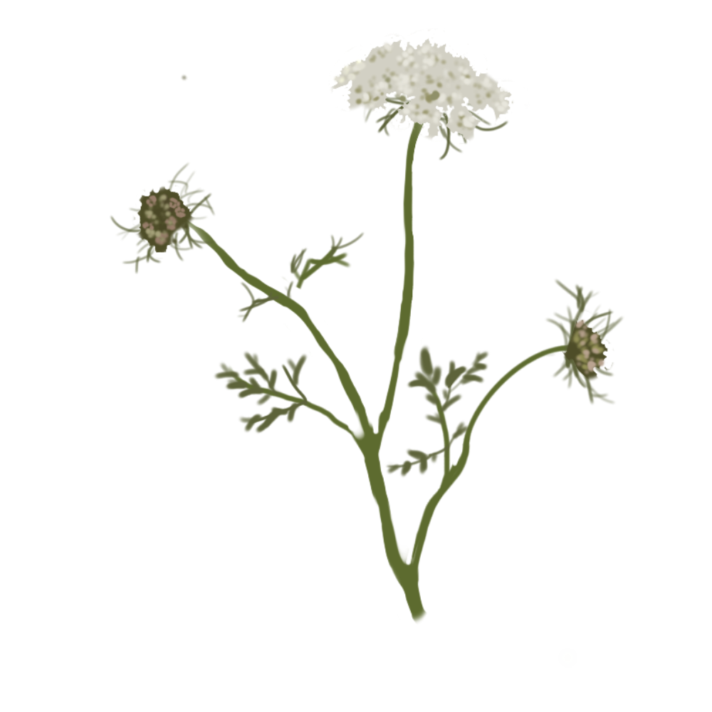 Thymus Vulgaris